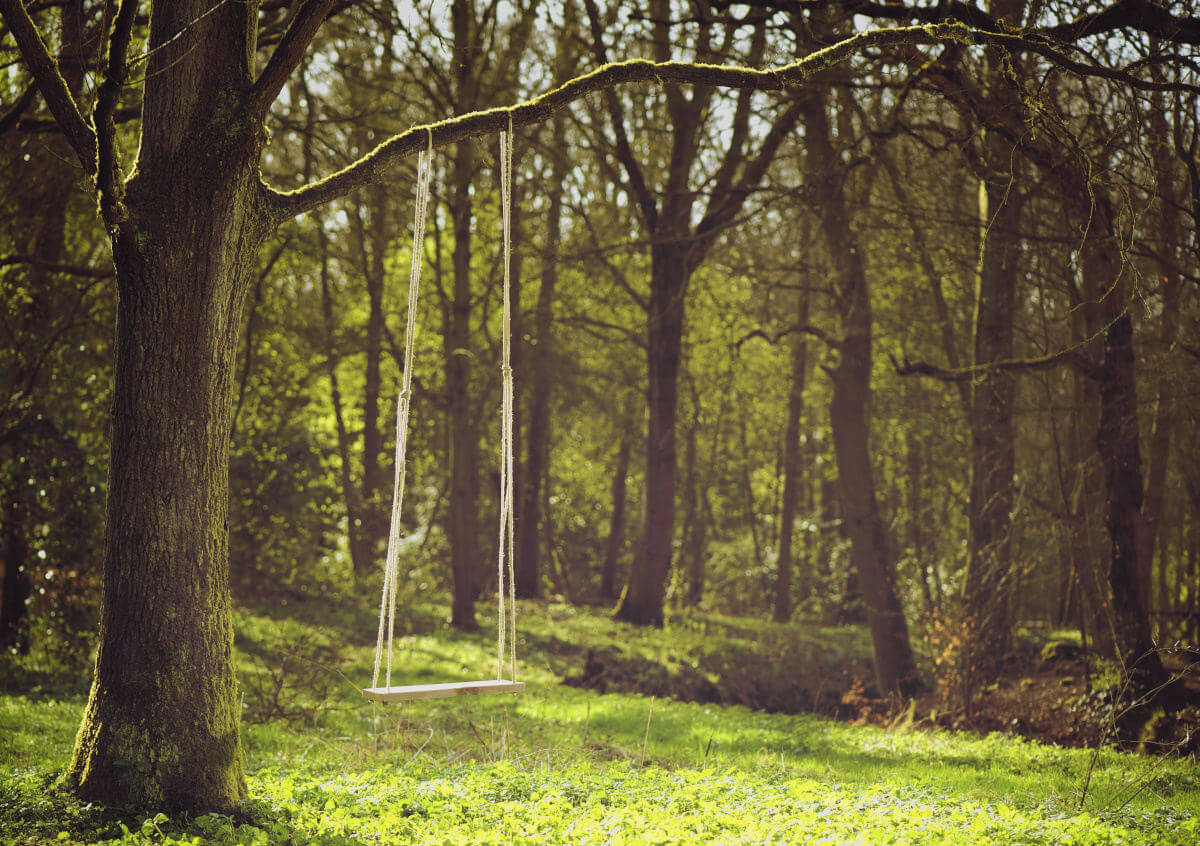 A swing on a tree branch in a forest setting