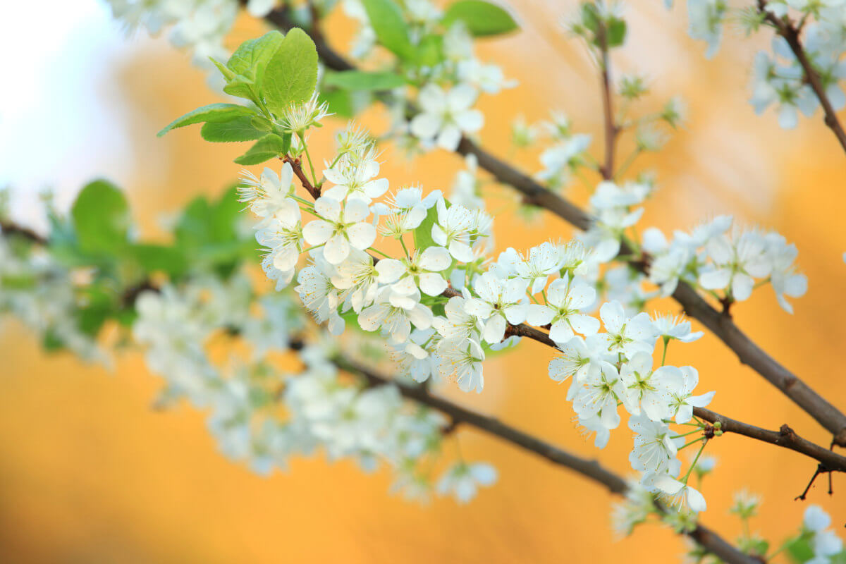 White flowers on a tree