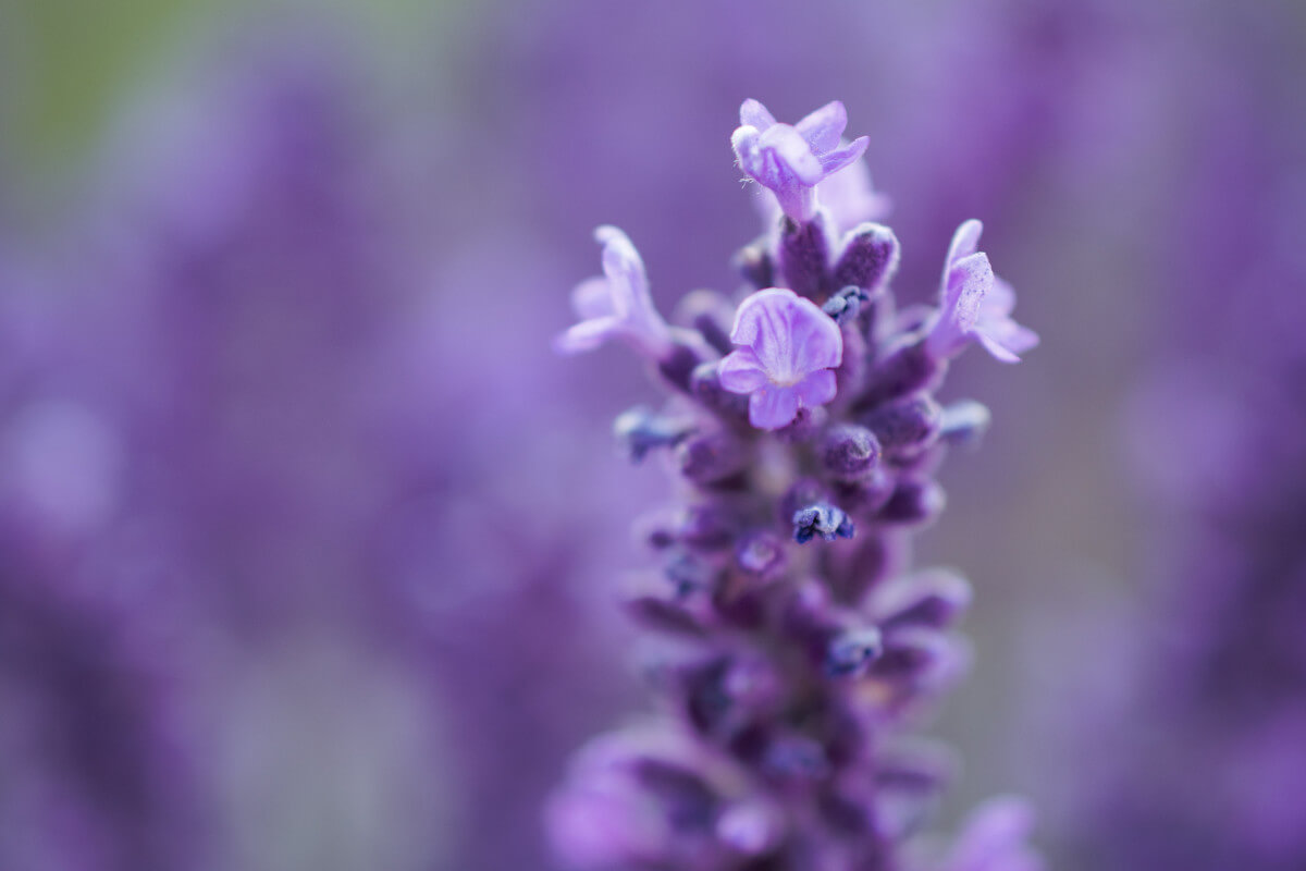 Close up view of a lavender flower