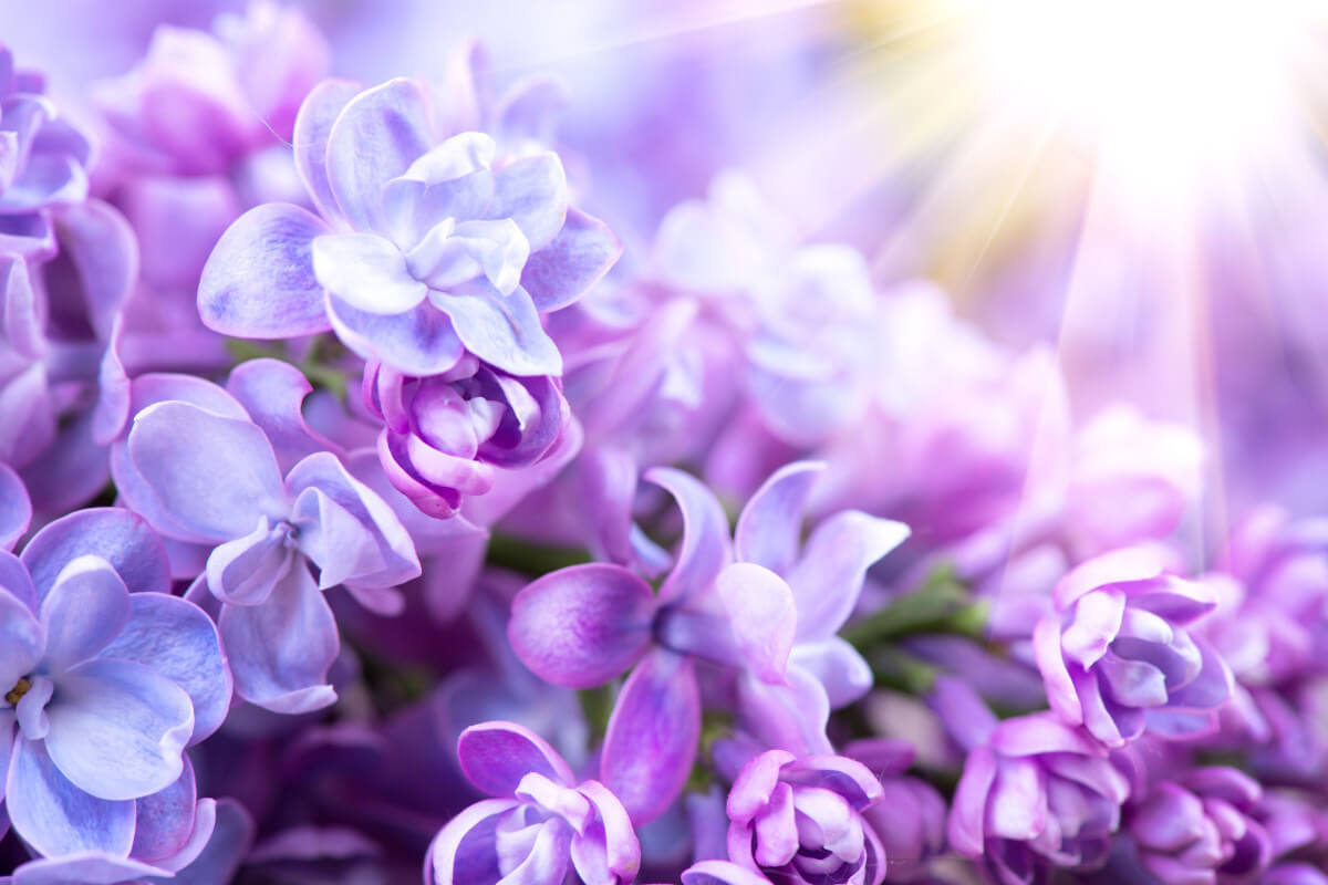 A close up view of Lilac flowers